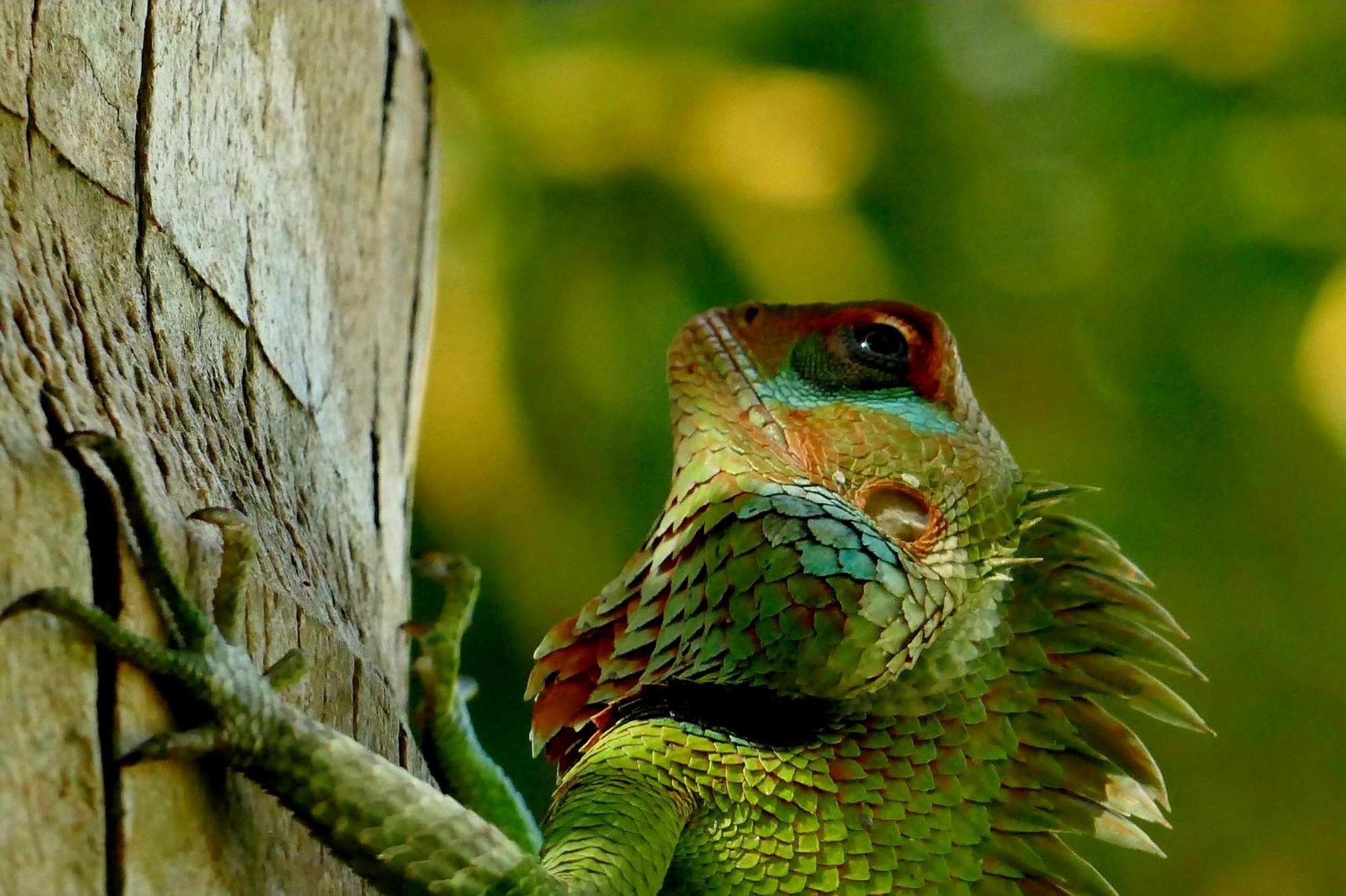 Singharaja Garden Agro Eco Lodge Pelawatta  Dış mekan fotoğraf