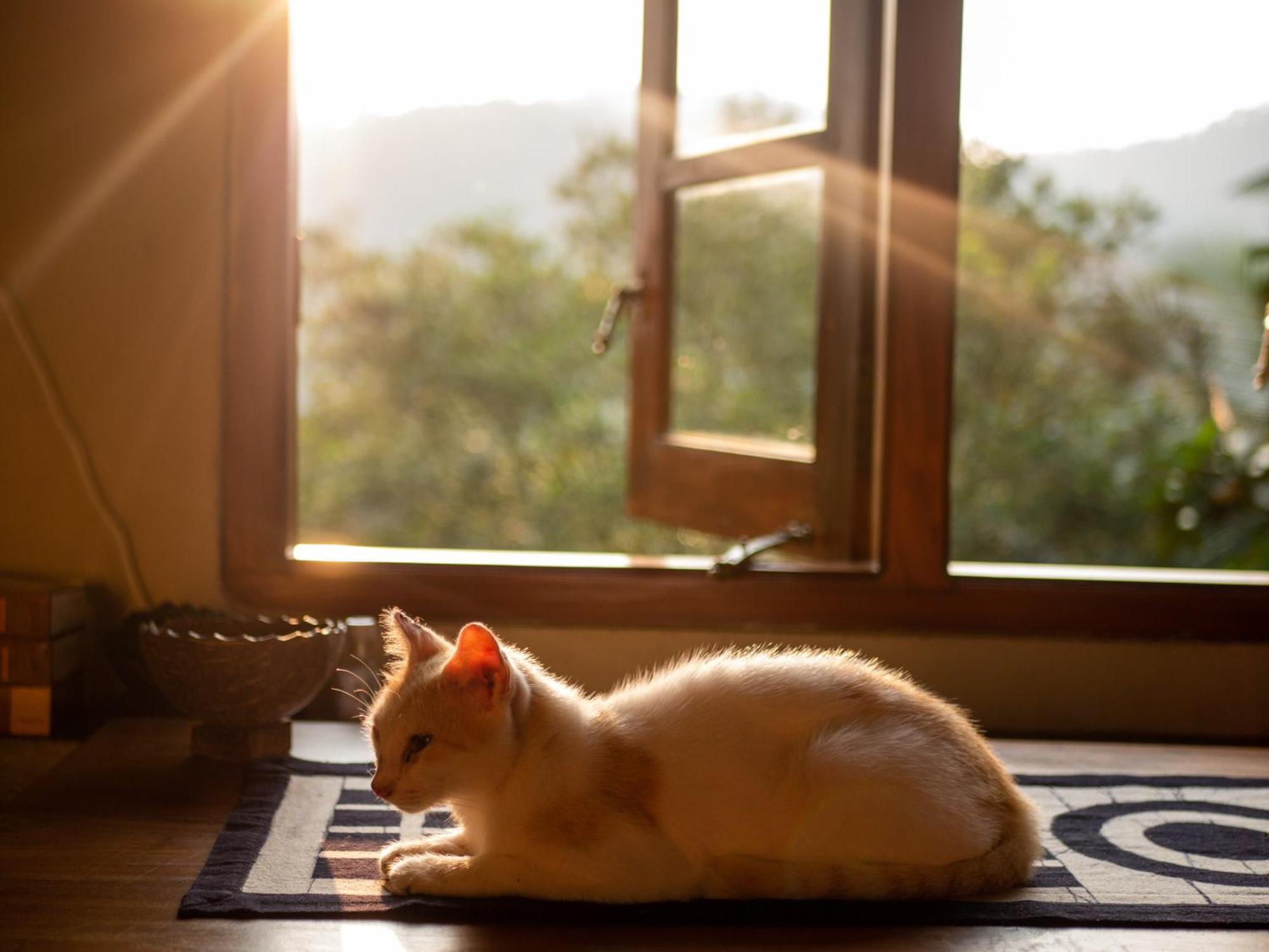 Singharaja Garden Agro Eco Lodge Pelawatta  Dış mekan fotoğraf